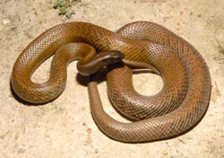 Fortunately, the Inland Taipan is not particularly aggressive and is rarely encountered by humans in the wild. 