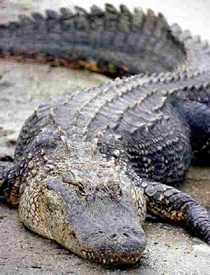 Crocodiles and their relatives live mostly in the warm tropical parts of the world