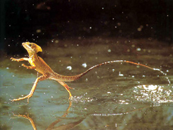 The basilisk lizard can actually run across water.