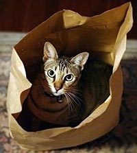 Let the cat out of the bag 
