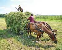 Making hay 